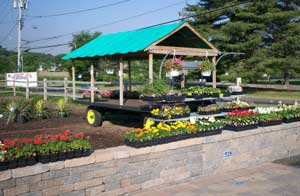 Our plant yard in the early spring, just before all of our stock arrives.